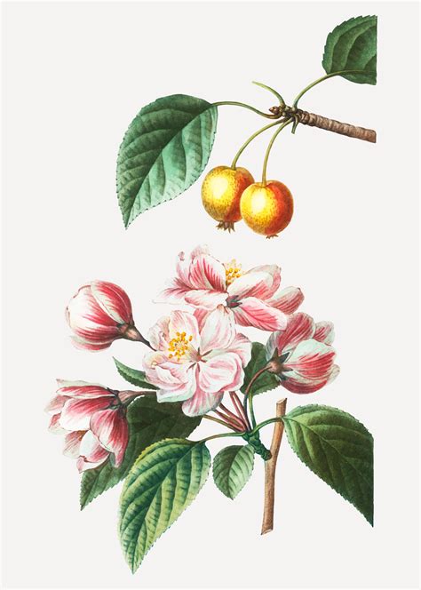 Crabapple fruit tree - Download Free Vectors, Clipart Graphics & Vector Art