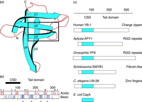 Gene Regulation By Y Box Proteins Coupling Control Of Transcription