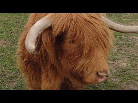 Une Gentille Meuh Meuh Vient Nous Dire Bonjour La Ferme Des Sablons