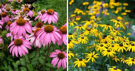 How To Grow And Care For Echinacea Coneflower