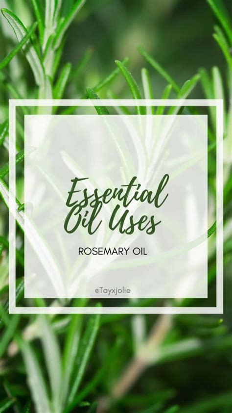 Rosemary Essential Oil Benefits And Uses