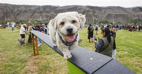 Magdalena Del Mar Inauguran Parque Canino Que Estar Abierto Las