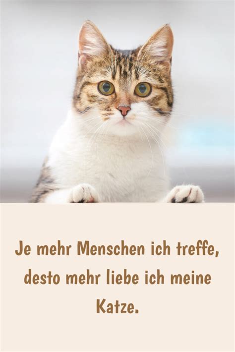 Sch Ne Lustige Katzenspr Che Zitate Und Weisheiten