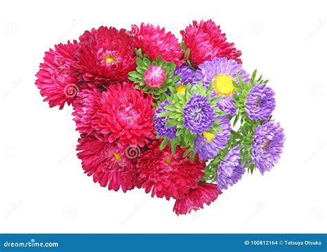 Bouquet of aster stock photo. Image of background, floral - 100812164