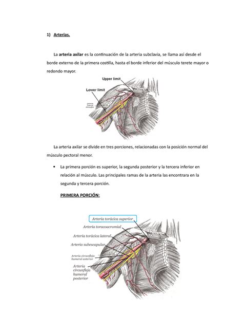 Arterias La Arteria Axilar Es La Continuación De La Arteria Subclavia