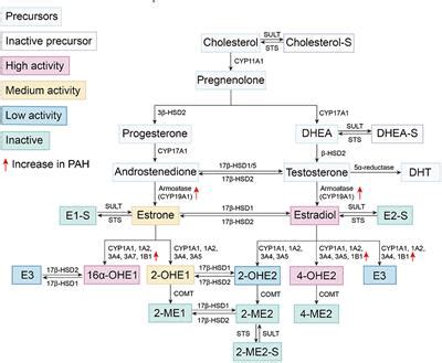 Frontiers Sex Differences Estrogen Metabolism And Signaling In The