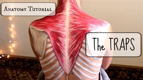 Anatomy Tutorial: The TRAPS!! - YouTube