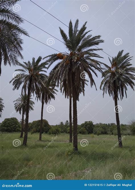 Dates Trees Stock Image Image Of Full Dates Fruits 122151615