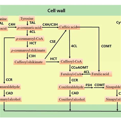 2-1 Schematic pathway of lignin biosynthesis in plant (Liu et al ...