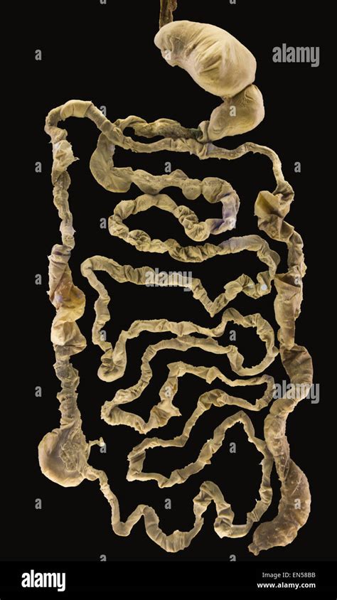 Human Intestines Stock Photo Alamy