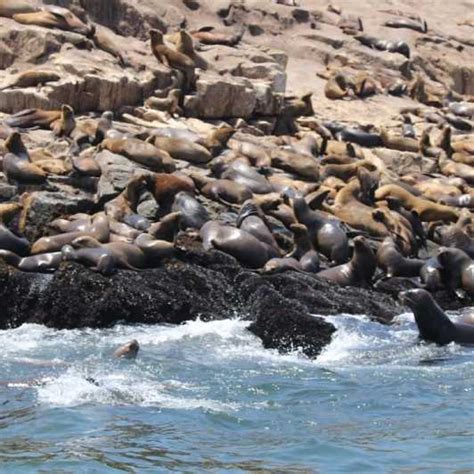 Palomino Islands Sea Lion Swimming Tour Getyourguide