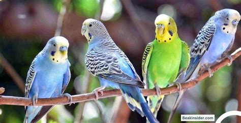 Best Green Parrot Name Ideas for Male and Female [2024]