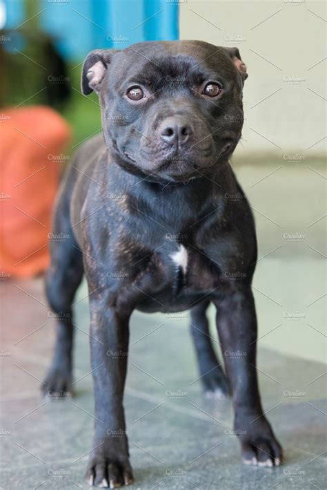 Softer Than You Think Staffordshire Bull Terriers Artofit