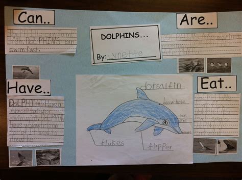 dolphin life cycle diagram - Temeka Hollingsworth