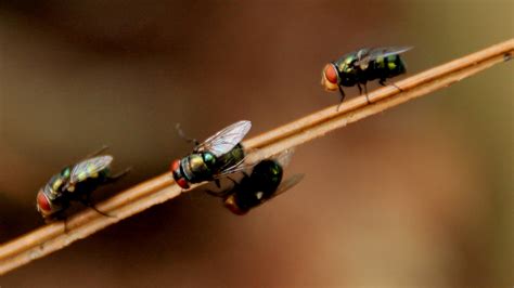 Insect Rearing Tech Course Entomology And Plant Pathology Nc State