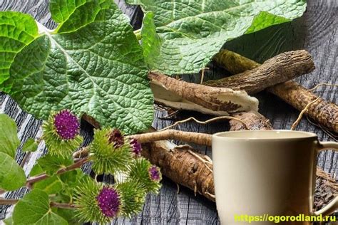 Лопух - свойства. Применение лопуха, рецепты | Coconut, Food, Fruit