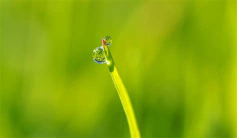 Free Images Water Nature Grass Dew Meadow Leaf Flower Live