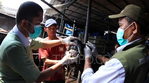 Menjelang Idul Adha Petugas Periksa Kesehatan Hewan Kurban Foto Tempo Co