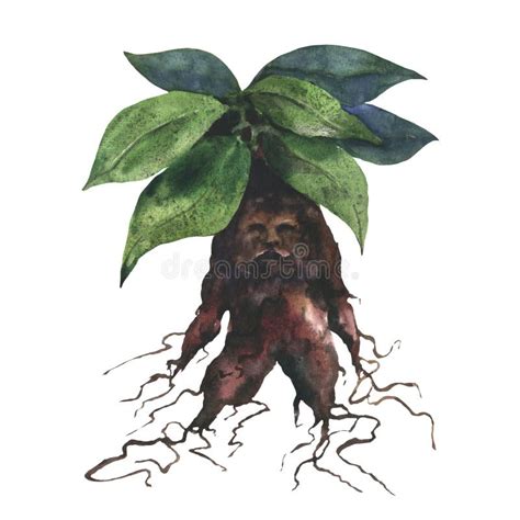 Root Sketch Mandrake Stock Illustrations – 37 Root Sketch Mandrake ...