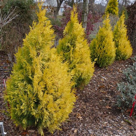 Amber Gold Arborvitae Jantar Dalessandros Nursery And Garden Center