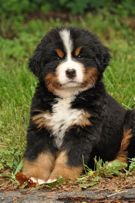 Dixon Was The Cutest Puppy Ever Bernese Mountain Dog Animal Love