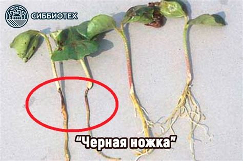 Профилактика и лечение растений от корневой гнили «Черная ножка ...