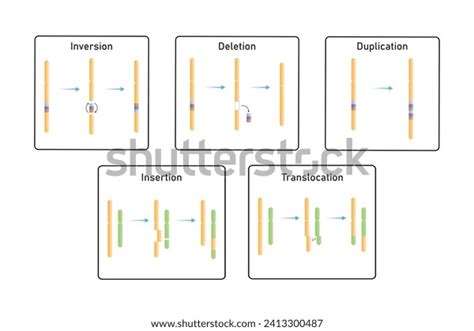 Chromosomal Mutations Types Scientific Design Vector Stock Vector ...