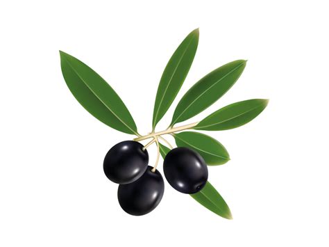 Black Olive Png Transparent Image