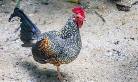 Junglefowl Bird Facts - WikiPoint - Wiki Point