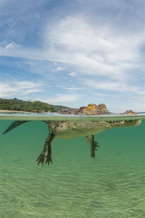 GALLERY: Kimbe Bay, Papua New Guinea - Australian Geographic