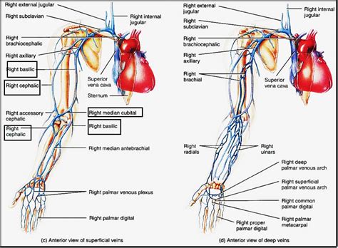 upper limb venous drainage Diagram | Quizlet