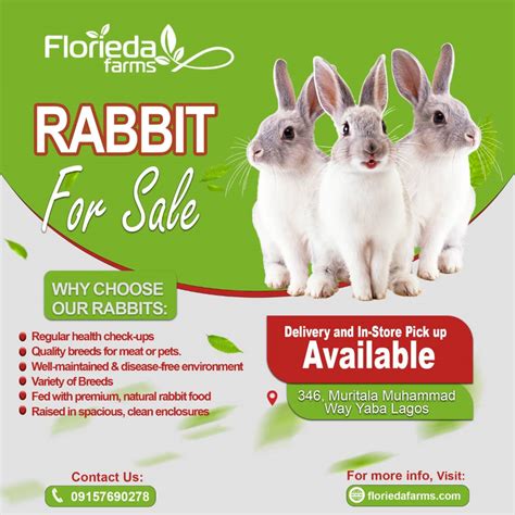 Rabbits For Sale Agriculture Nigeria