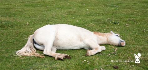 Do Horses Sleep Standing up | The Horse Dispatch