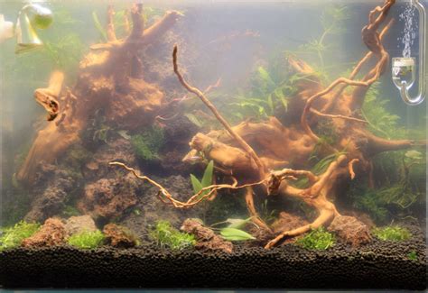 Is It Ok To Keep Algae On Branches In Aquarium Charles Mistabou