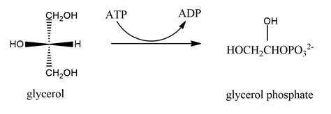 The First Step In The Metabolism Of Glycerol Formed By Dige Quizlet