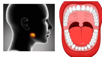 Submandibular Gland : structure of the submandibular gland, role of the ...