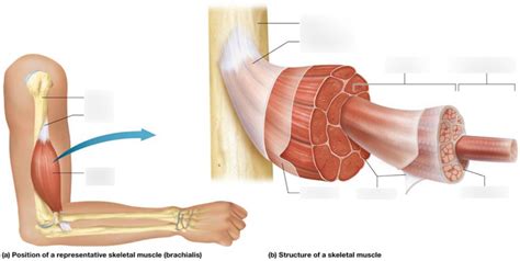 Skeletal Muscle Organization Diagram Quizlet