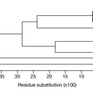 | Phylogenetic tree constructed with CLUSTAL W (version 1.82) software ...