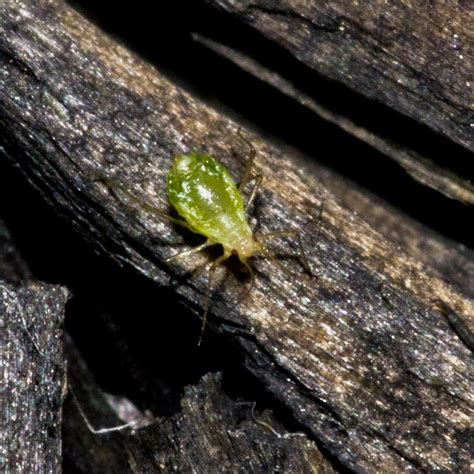 aphid aaa exterminators