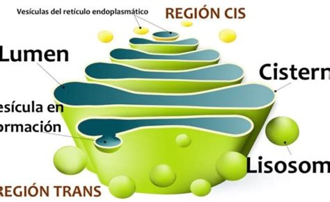 Lisosomas Que Son Funciones Estructura Y Caracteristicas Otosection