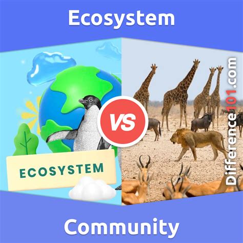 Ecosystem Vs Community 5 Key Differences Pros And Cons Similarities