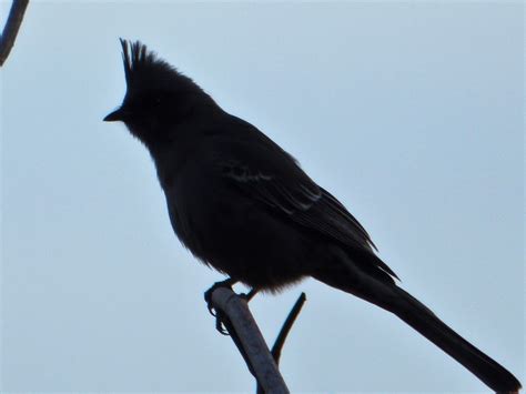 Geotripper S California Birds Female Phainopepla On The Tuolumne River