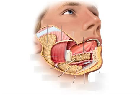 The Extrinsic Salivary Gland Diagram Quizlet