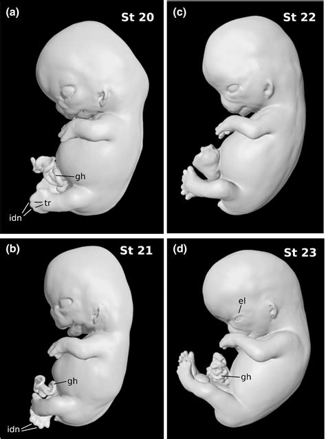 Embryological Terminology Dorsal Ventral Caudal TeachMeAnatomy