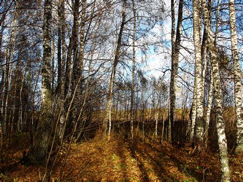 4K Forests Roads Birch Trees HD Wallpaper Rare Gallery