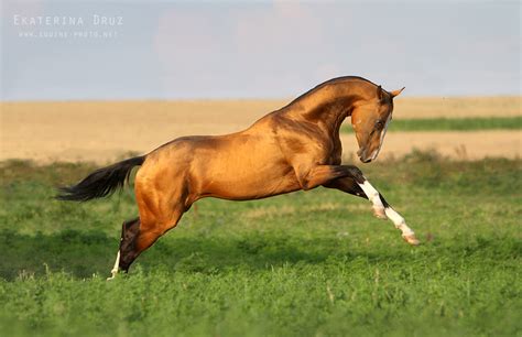 The Most Beautiful Horse In The World In Turkey Rpics