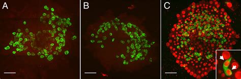 BMP4 Does Not Affect Apoptosis In Cells From Mouse Islets A And B