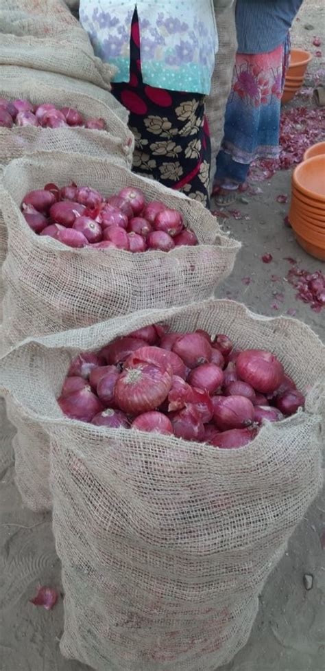 A Grade Maharashtra New Red Onion Net Bag Onion Size Available Large