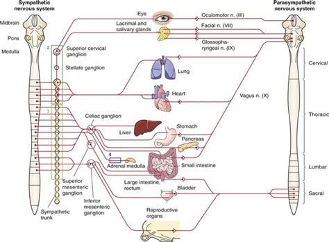 The Autonomic Nervous System Veterian Key