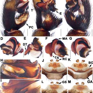 (PDF) Three new species of the primitively segmented spider genus ...